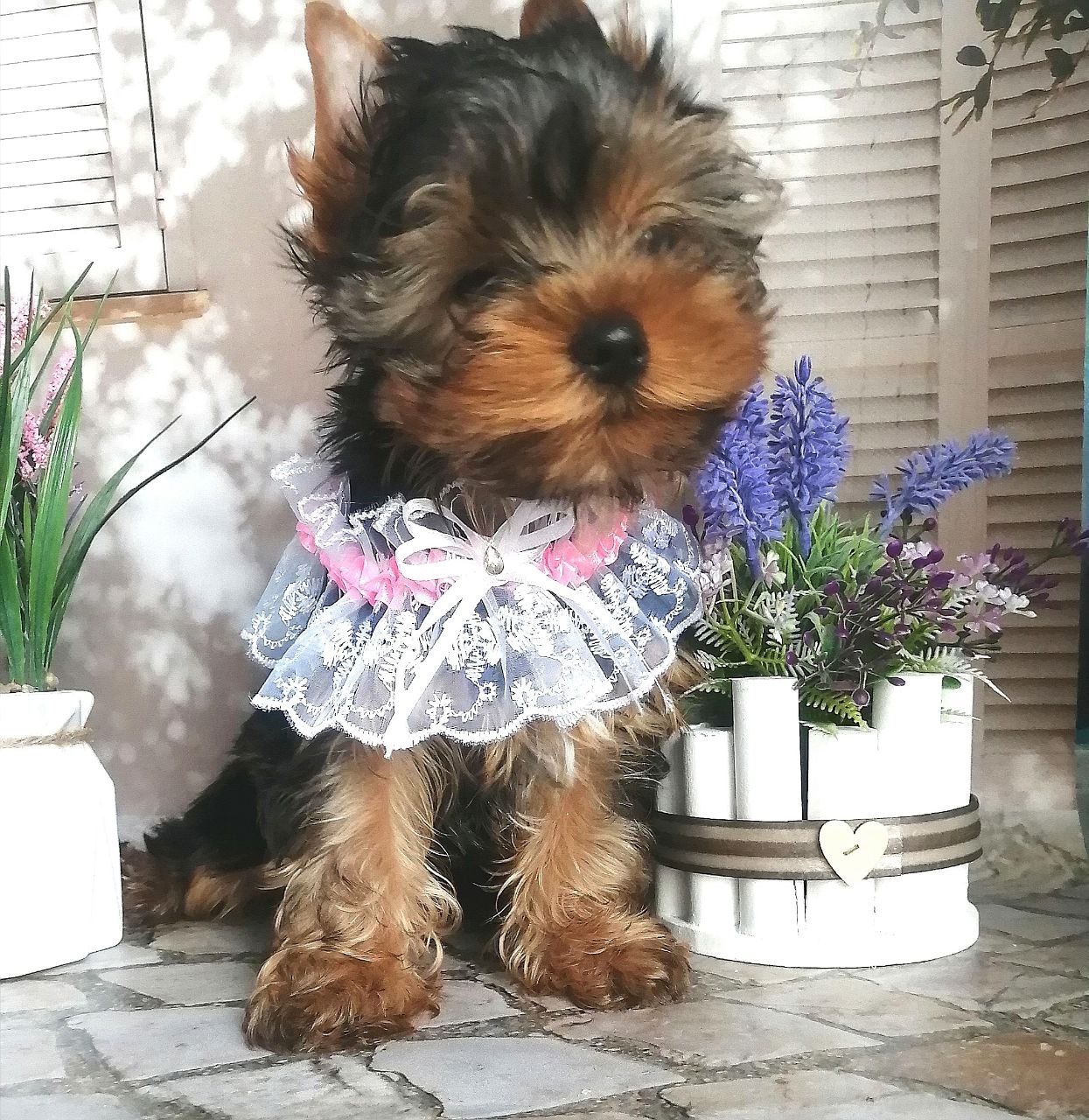 купить щенка Йоркширского терьера