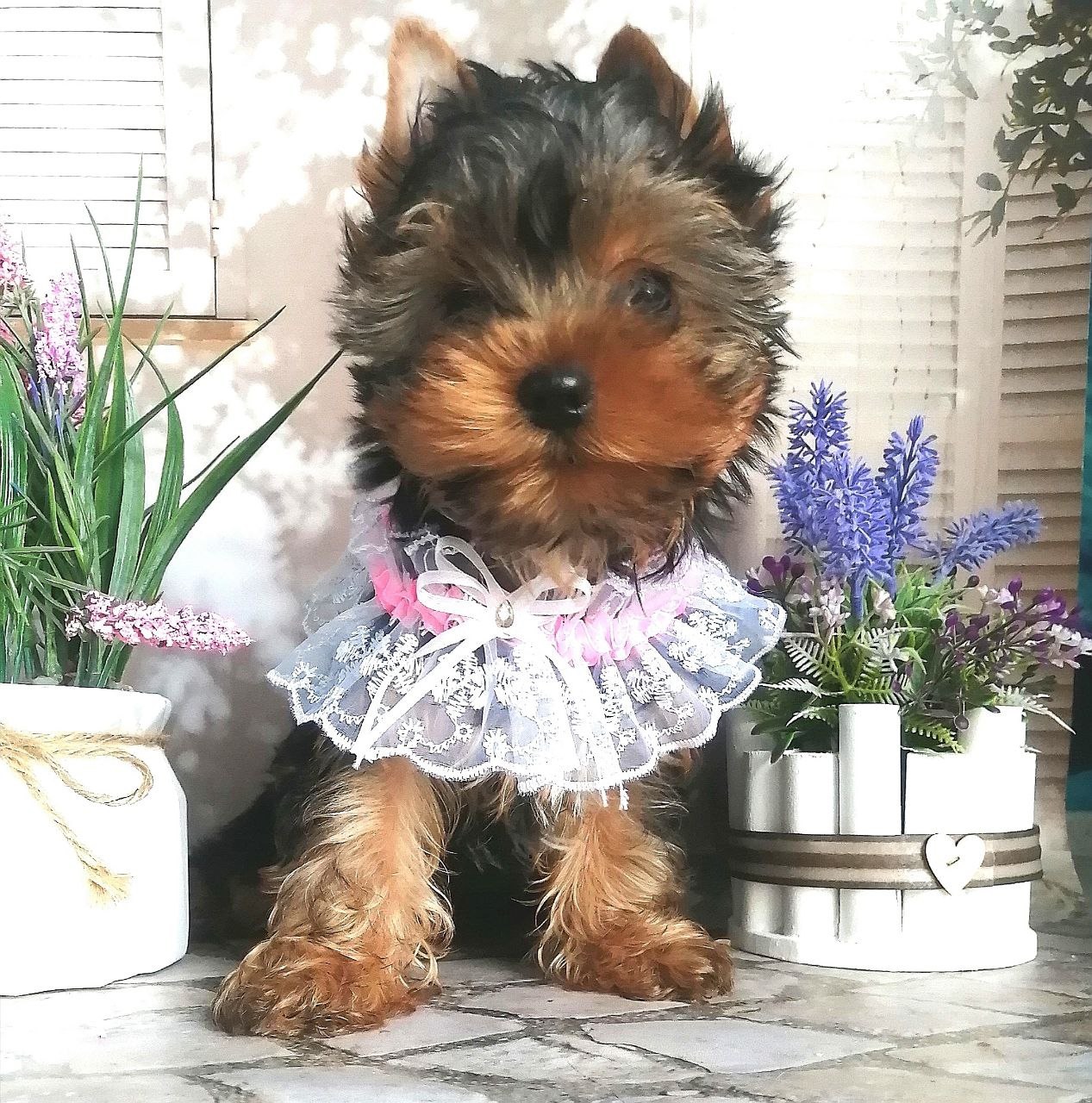 купить щенка Йоркширского терьера