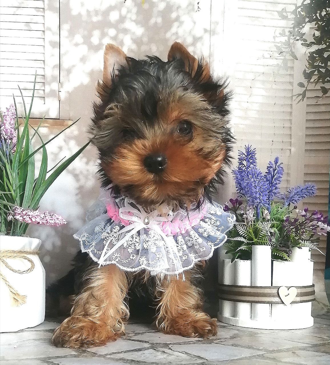 купить щенка Йоркширского терьера