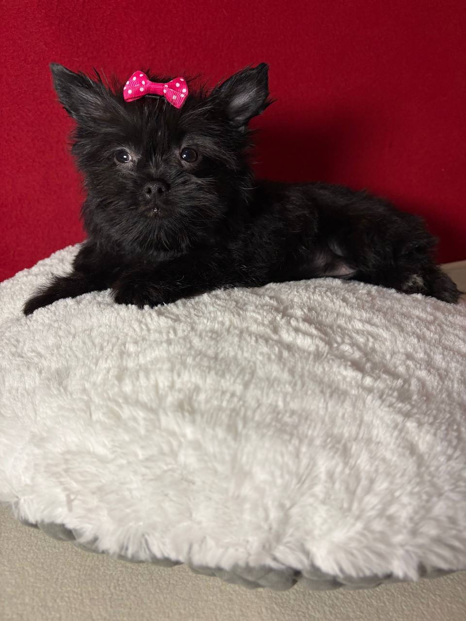 шоколадный йорк