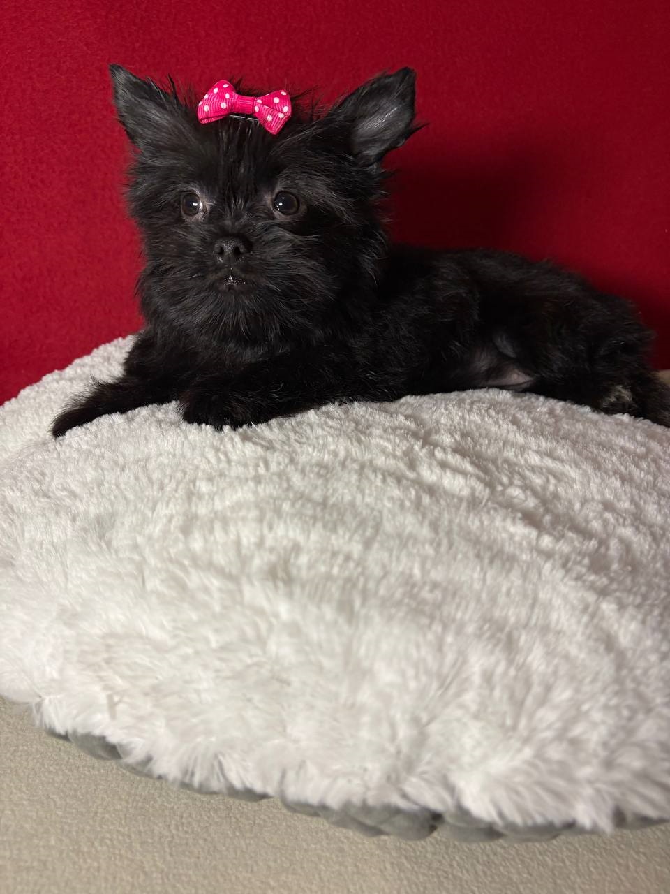 щенки Йоркширского терьера