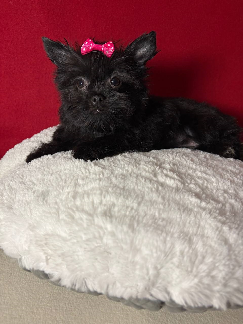 щенки Йоркширского терьера