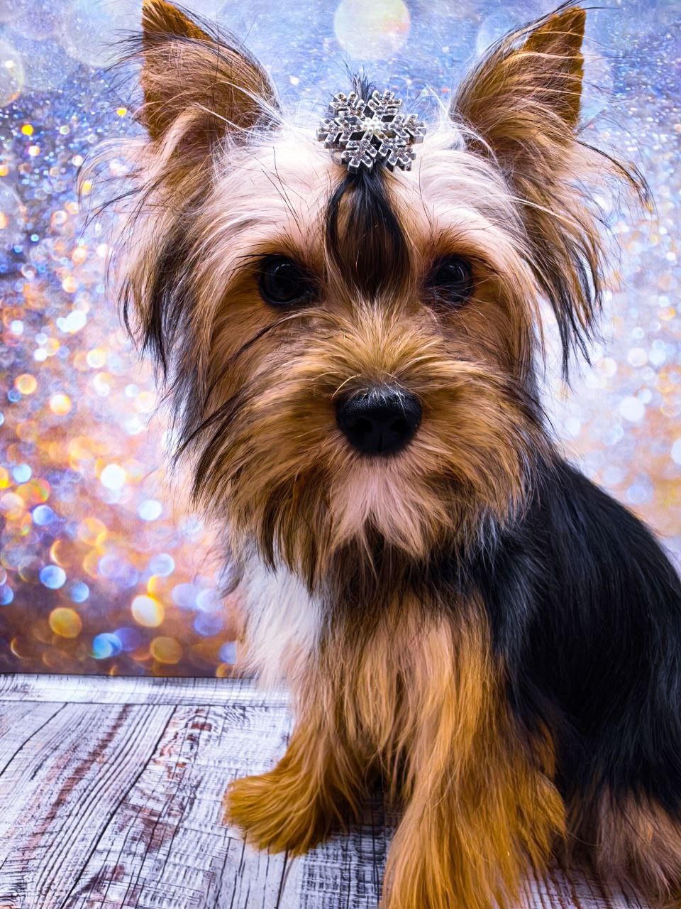 купить щенка Йоркширского терьера