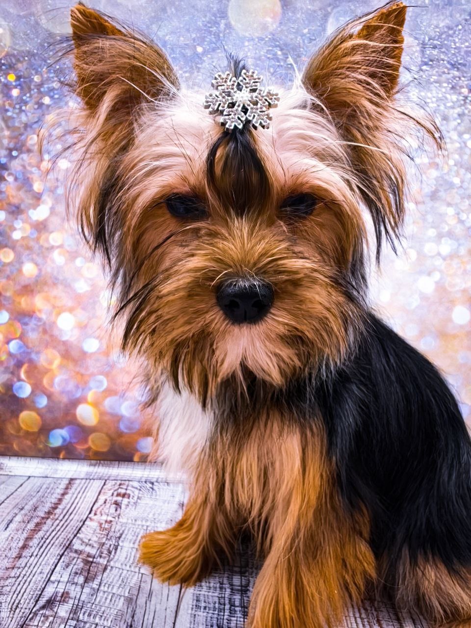 щенок чёрный йорк