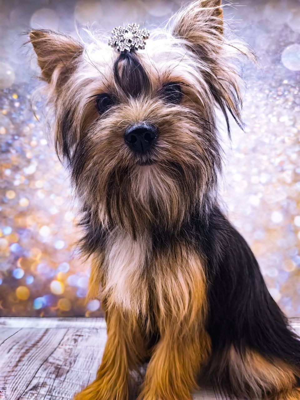 щенок чёрный йорк