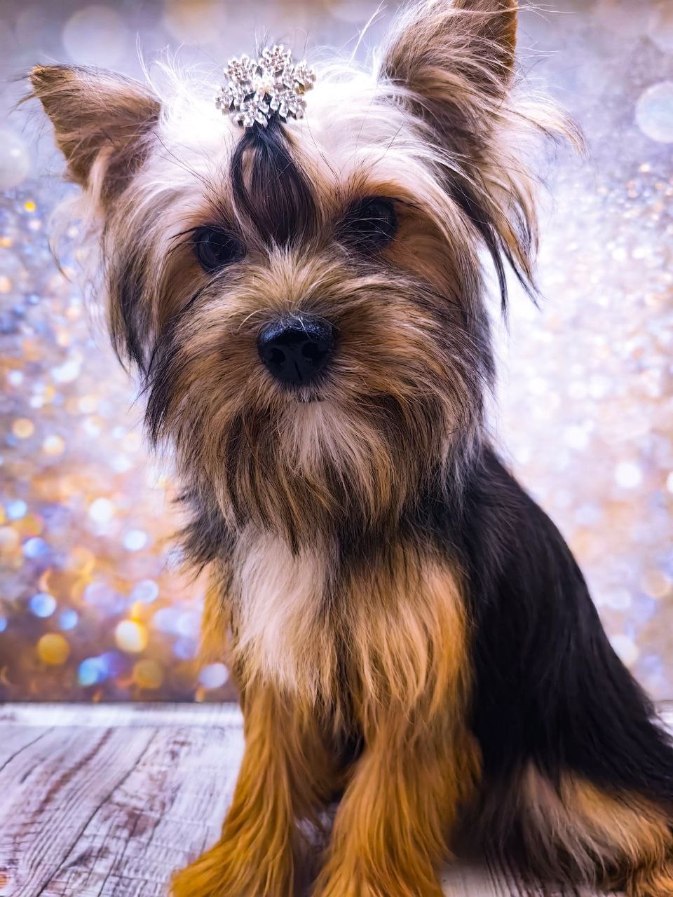 купить щенка Йоркширского терьера