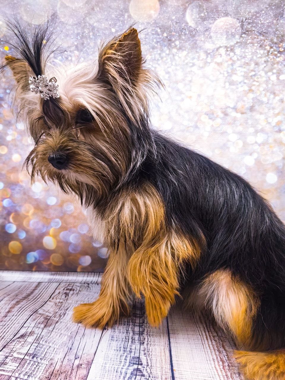 щенок чёрный йорк