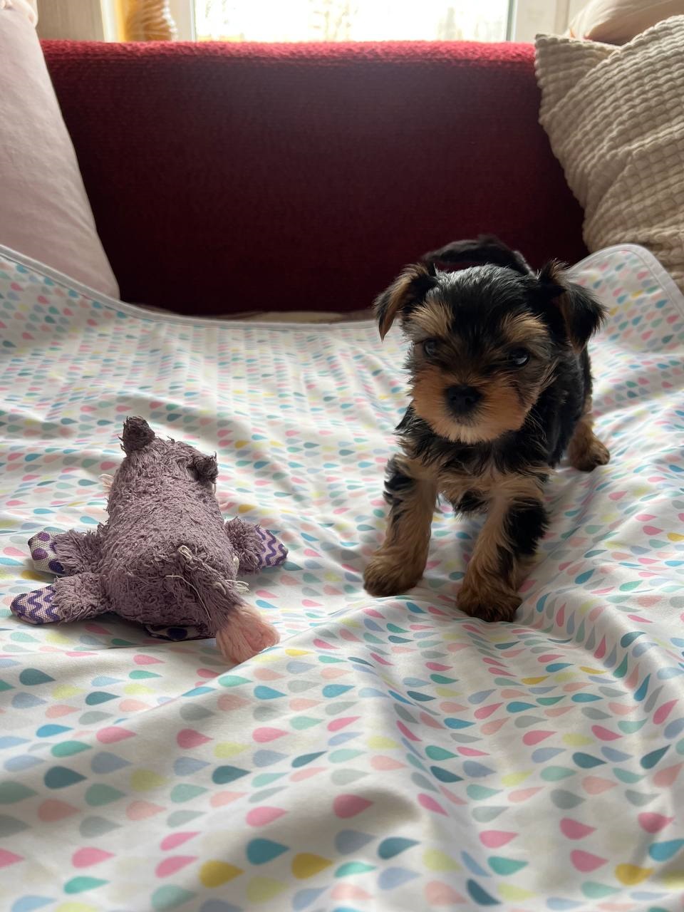 щенки Йоркширского терьера