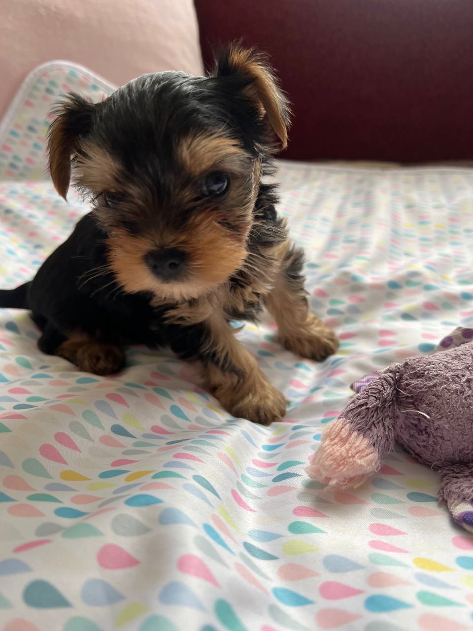 щенки Йоркширского терьера