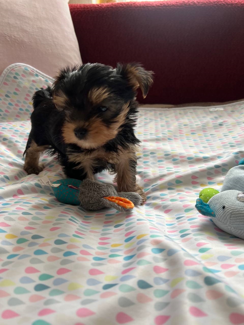 мальчик Йоркширский терьер