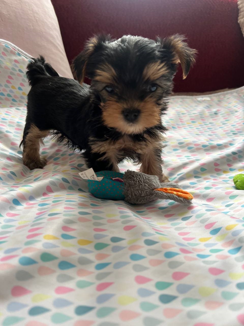 мальчик Йоркширский терьер