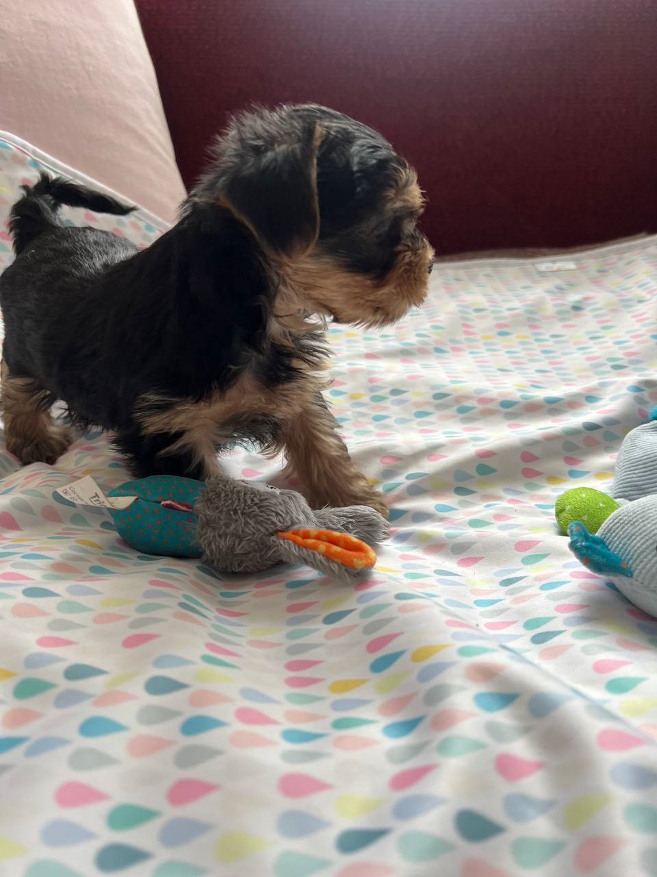 щенок мальчик Йоркширский терьер