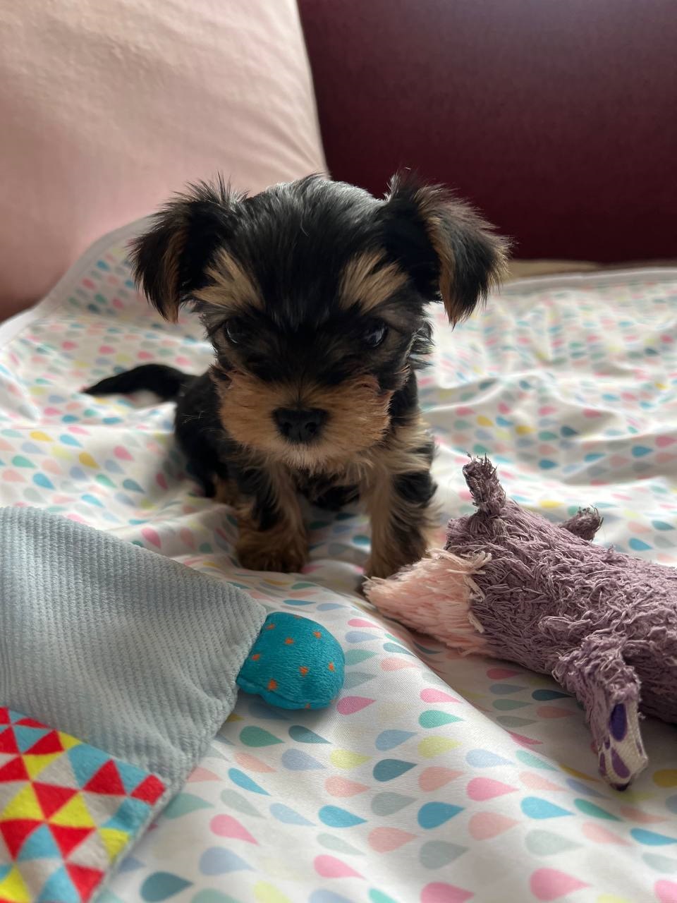 мальчик Йоркширский терьер