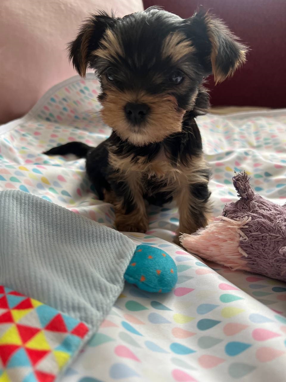 мальчик Йоркширский терьер