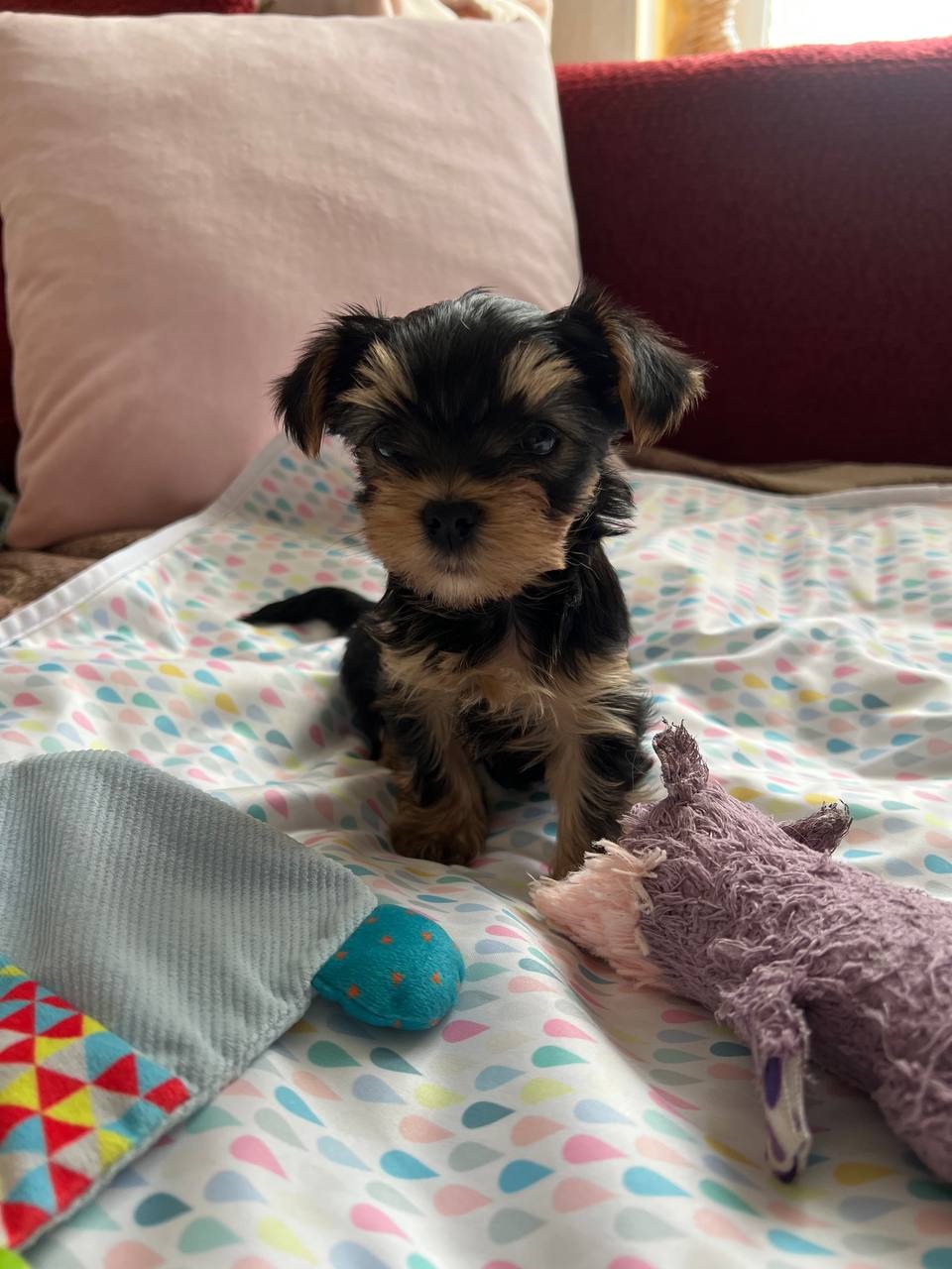 щенок мальчик Йоркширский терьер