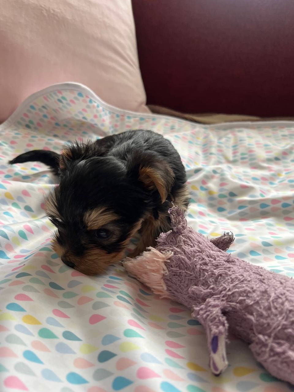 купить щенка Йоркширского терьера