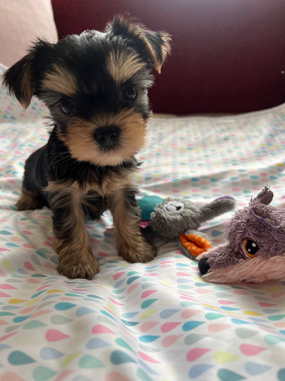 мальчик Йоркширский терьер