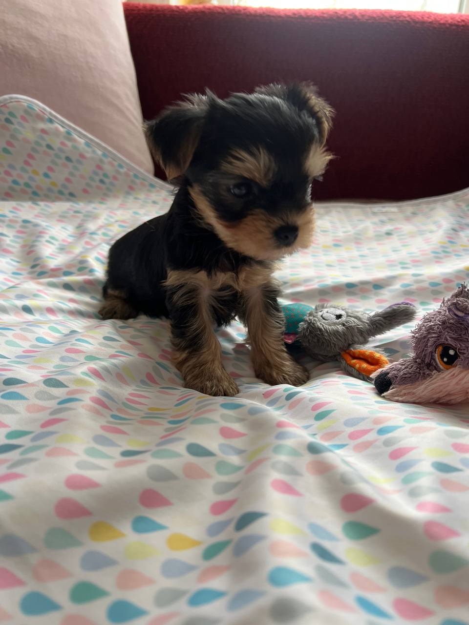 мальчик Йоркширский терьер