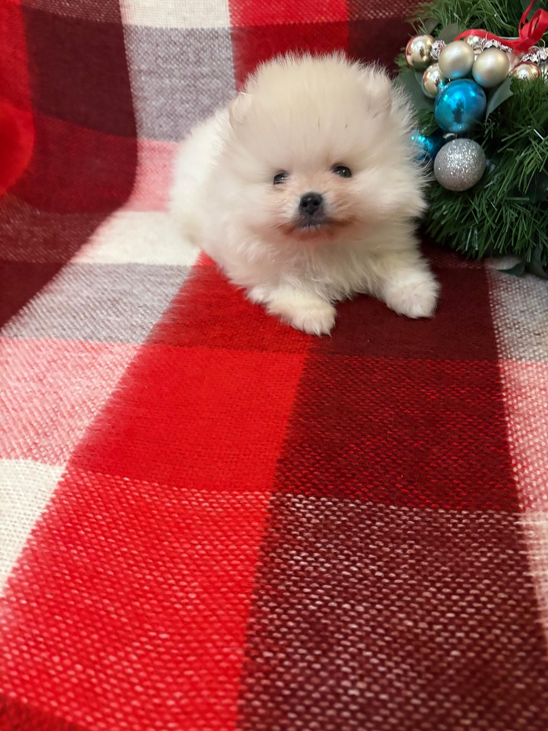 Померанский Шпиц купить