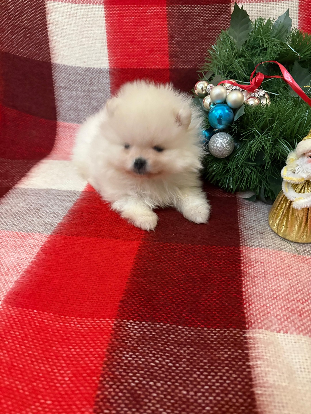 Померанский Шпиц купить