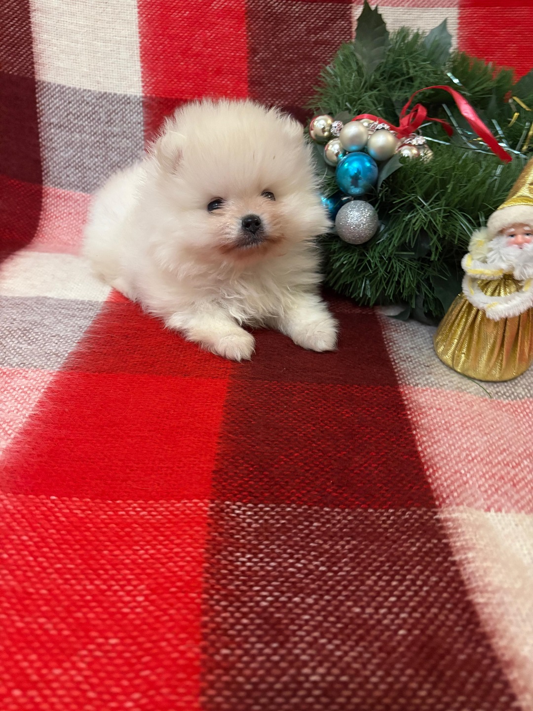 Померанский Шпиц купить