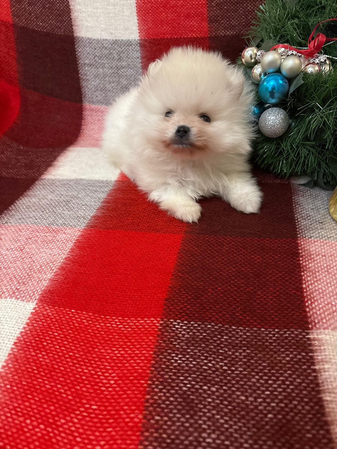 Померанский Шпиц купить