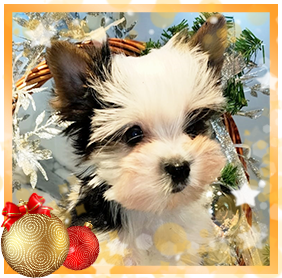 Бивер Йорк девочка мини