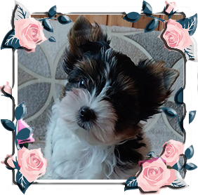 Бивер Йорк мальчик мини