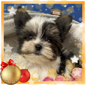 Бивер Йорк девочка мелкий стандарт