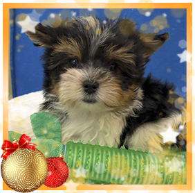 Бивер Йорк девочка мелкий стандарт