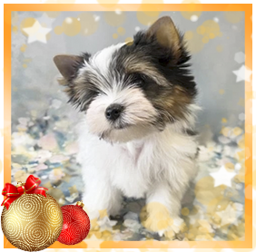 Бивер Йорк девочка мелкий стандарт