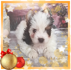 Бивер Йорк девочка мини