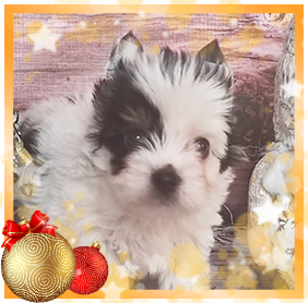 Бивер Йорк девочка мини