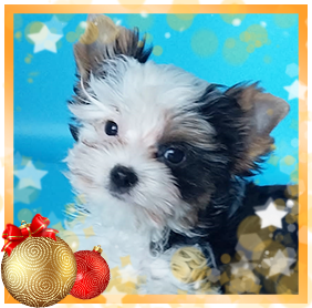 Бивер Йорк девочка мини