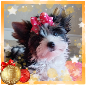 Бивер Йорк девочка мелкий стандарт