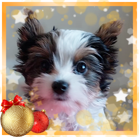 Бивер Йорк девочка мелкий стандарт