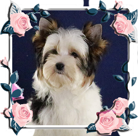 Бивер Йорк девочка мини