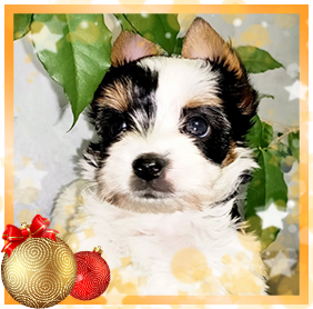 Бивер Йорк девочка мини