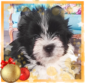 Бивер Йорк девочка мини