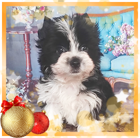 Бивер Йорк девочка мини