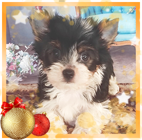 Бивер Йорк девочка мини