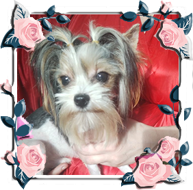 Бивер Йорк девочка мини