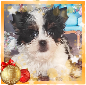 Бивер Йорк девочка мини