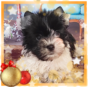 Бивер Йорк девочка мини