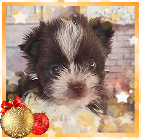 Бивер Йорк девочка мини