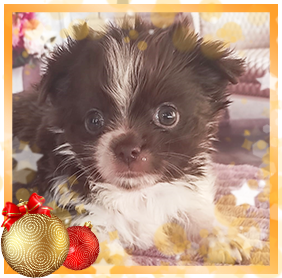 Бивер Йорк девочка мини