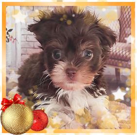 Бивер Йорк девочка мини