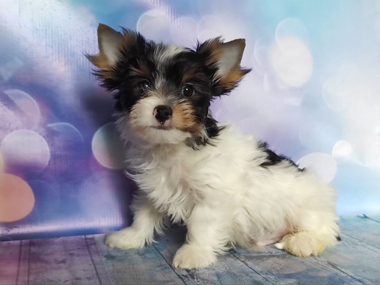 купить щенка Йоркширского терьера мини