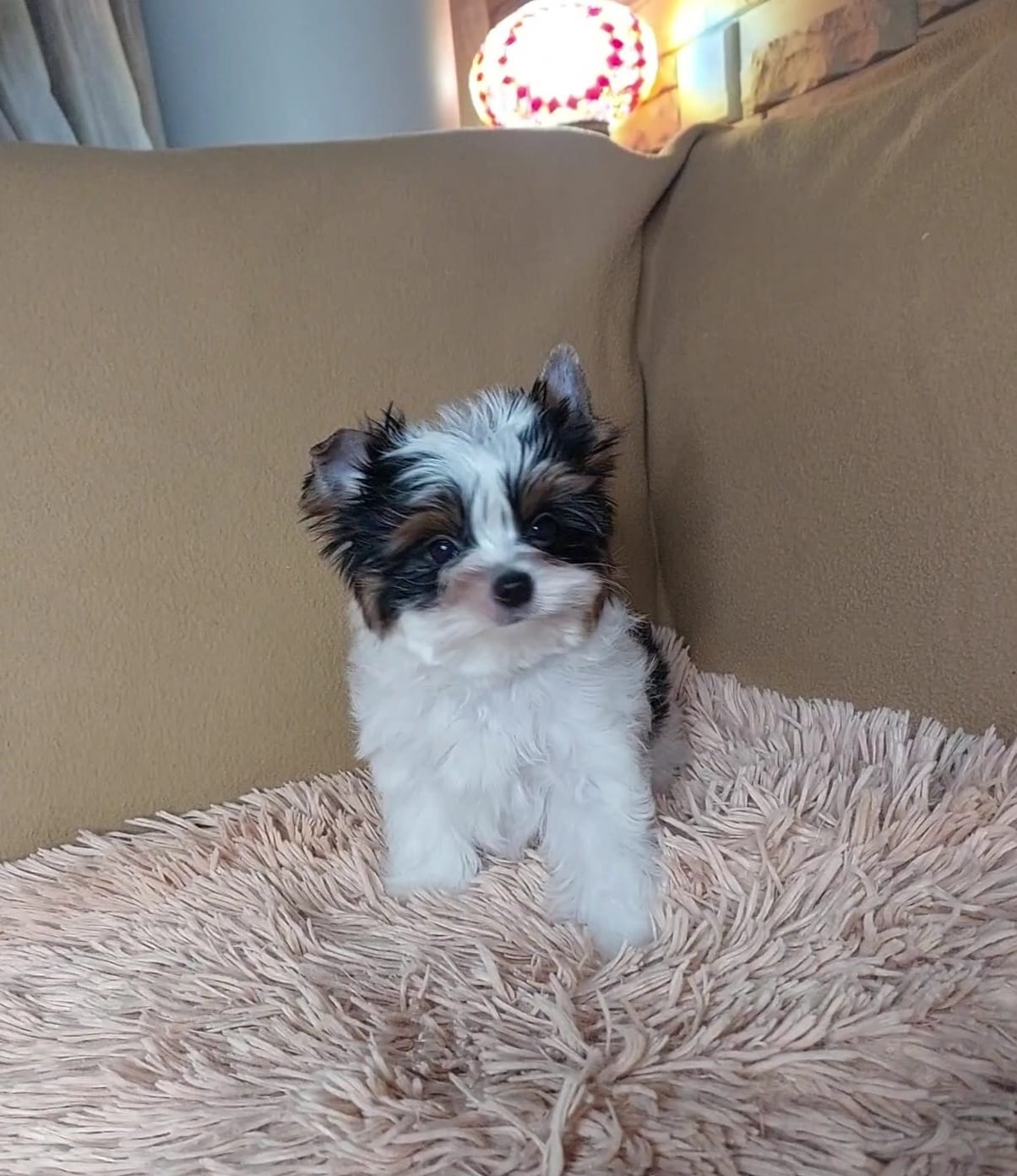 Щенок Бивер терьера