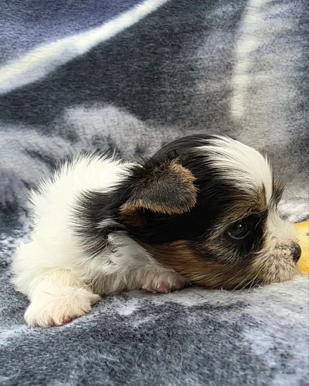 Йоркширский Бивер терьер